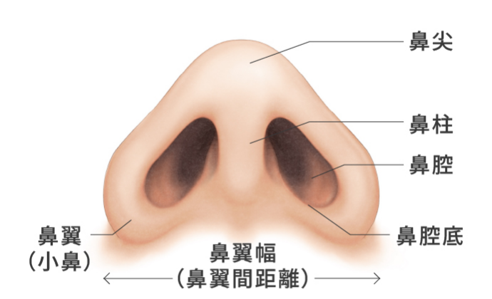 宮益坂クリニックの小鼻・鼻の穴の整形